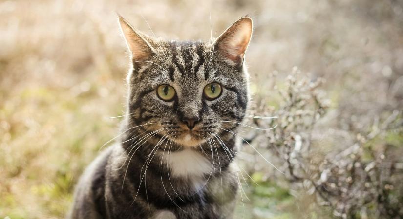 Szemernyi hálát se mutatott a kútból kimentett macska – videó