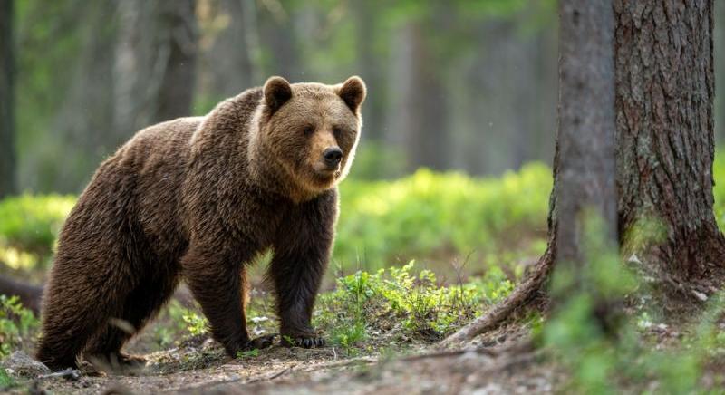 Medve ölte meg az 58 éves agancsgyűjtőt
