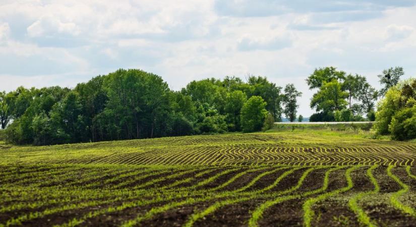 Nem csak műtrágya, talajépítő is: A mikrogranulált starterek rejtett hatásai