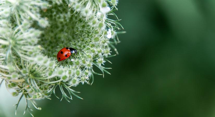 A fenntarthatóság jegyében tartanak konferenciát a Pécsi Tudományegyetemen