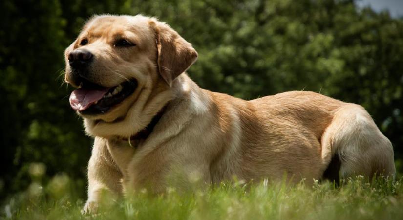 Veszélyes lehet a kertre a levedlett kutyaszőr: jobb, ha inkább ezt teszed vele
