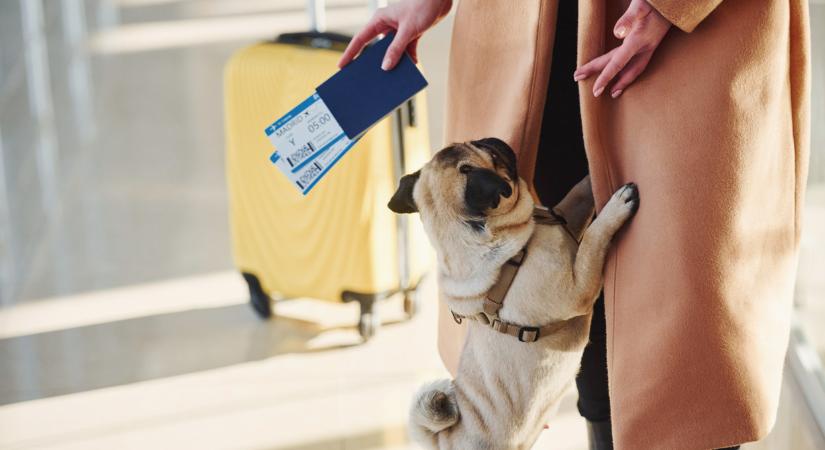 Újabb problémát hozott a briteknek a Brexit: minden utazásnál vagyonokat kell fizetniük kisállataik miatt