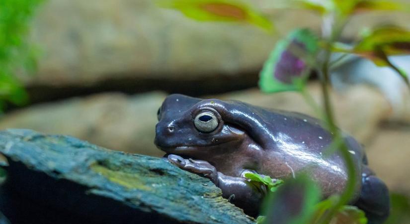 Kiszúrod a békát a levelek között? Sokan feladják a keresést