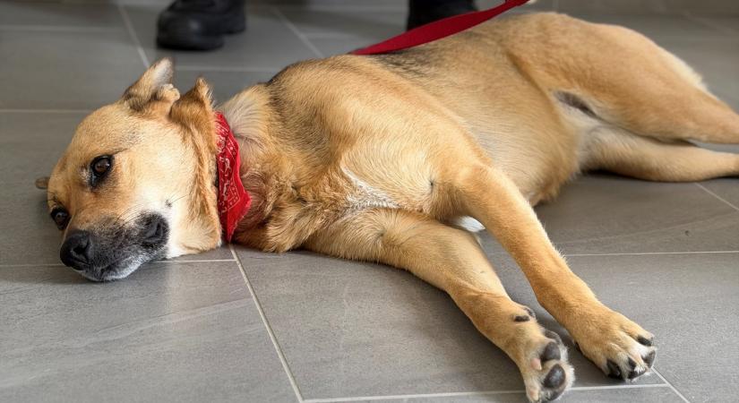 „Még le is törte a fényjelzőt!” – Mindent elmesélt a soproni rendőrnő az életmentő kutyáról