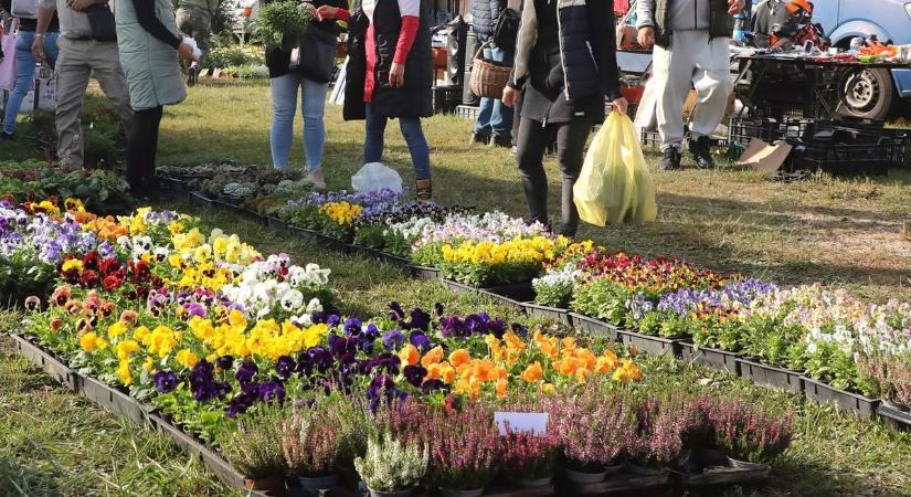 Minden szem az Ónodi vásárra szegeződött, de most nem azért, amiért gondolnánk