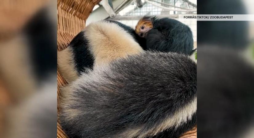 Különös barátság a Fővárosi Állatkertben: összebújva alszik a kismajom és a hangyász