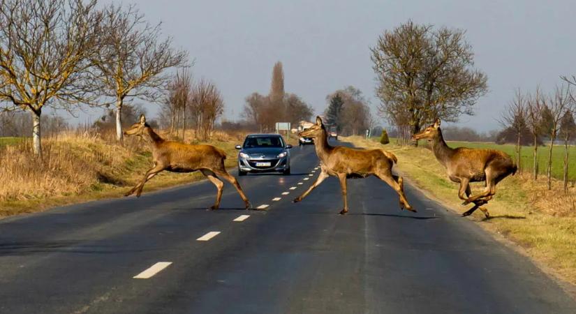 Ütött már el szarvast?