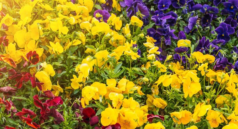 Kertész ismerősöm állítja: a tökéletes kert nem steril!