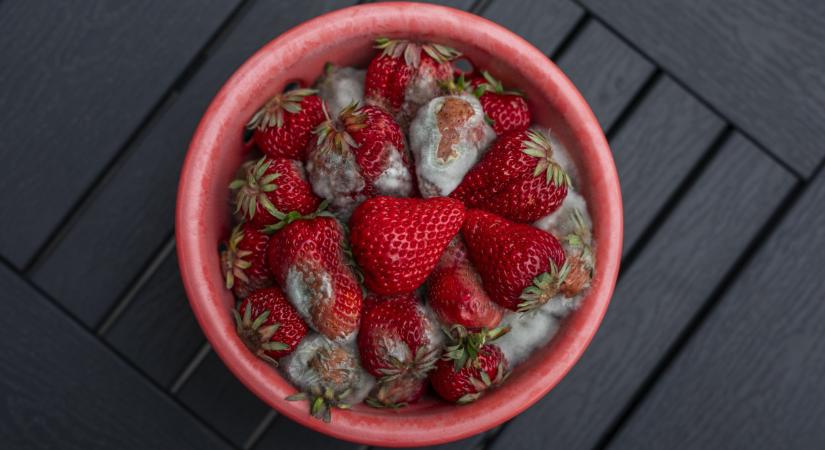 Kutatások igazolják: daganatot is okozhat a penész