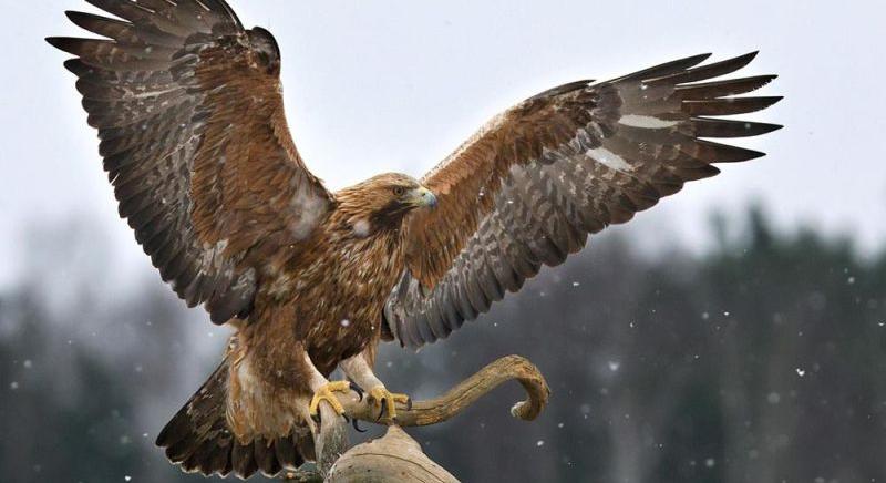 Szirti sassal vadászta le a megkínzott cicákat a magyar férfi