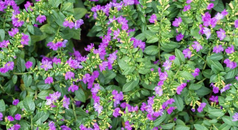 Japán mirtusz gondozása: szakértői tippek az egészséges és virágzó növényért