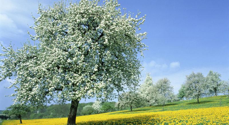 Kellemes tavaszi idővel folytatódik a hét