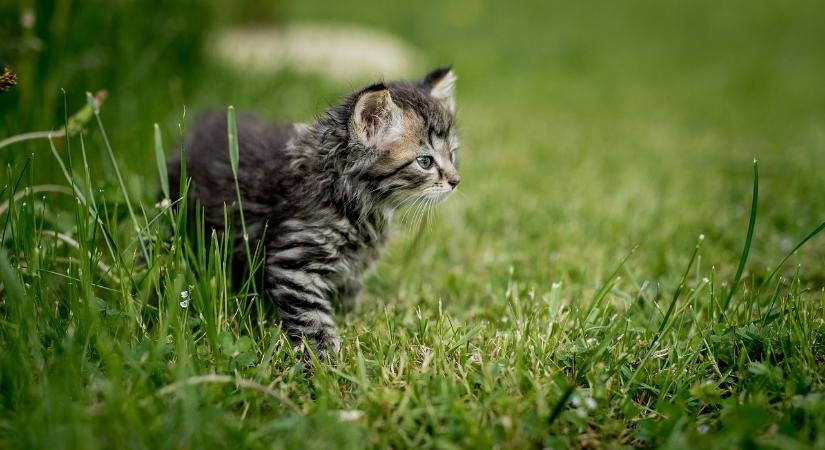 Szirti sassal vadászott macskákra, és levideózta a haláltusájukat