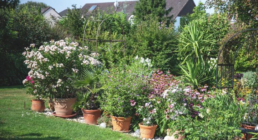 Halálos szépségek a kertedben: ezek a növények komoly veszélyt jelentenek