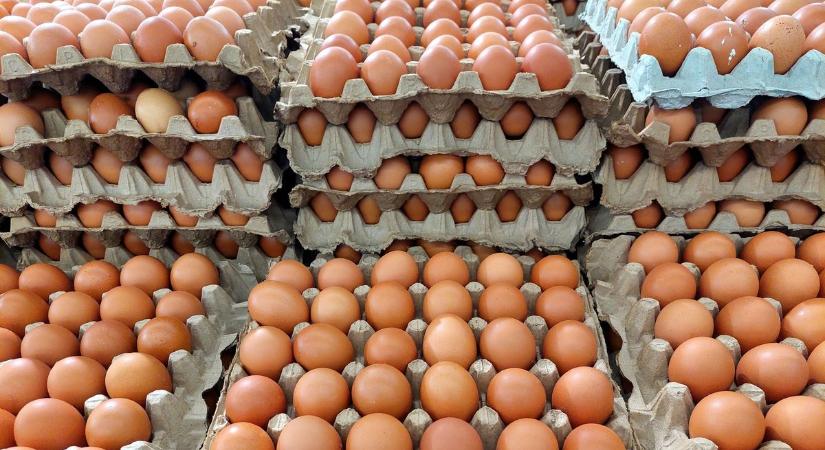 Fojtogató bűzben kell élniük: megkeseríti az ádándi tojásfeldolgozó a helyiek életét