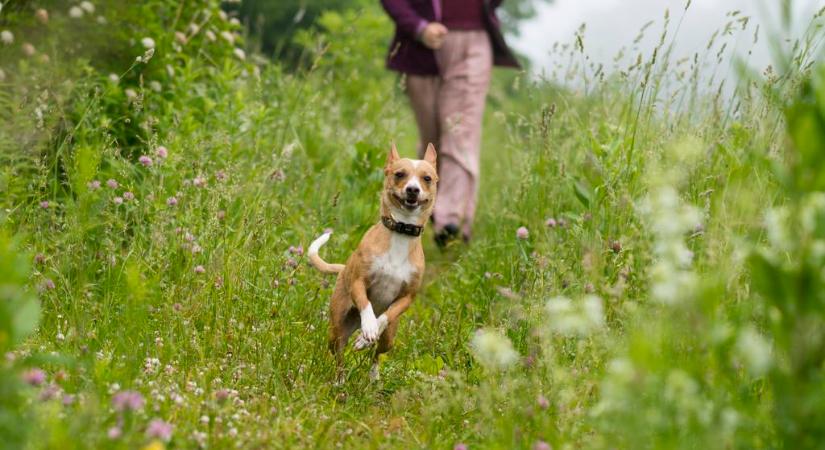 Ezért érezzük úgy, hogy a kutyánk jót tesz az egészségünknek – kutatások is alátámasztják