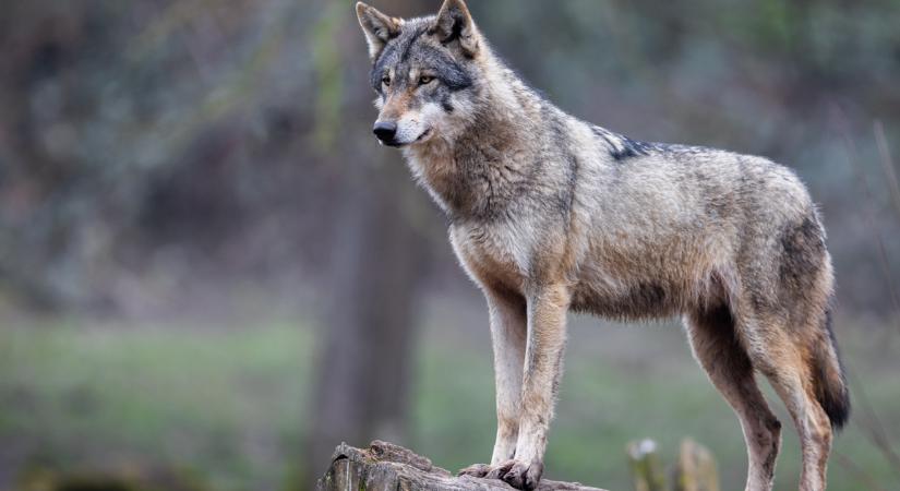 Mérgezési hullám Olaszországban: tizennyolc farkas tetemére bukkantak egy nemzeti parkban