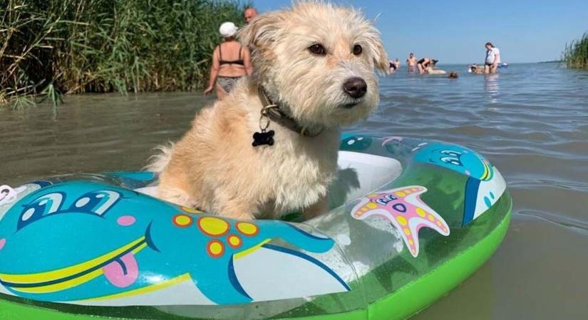 Székesfehérvárhoz közeli partszakaszon hatalmas fordulat: új kutyás strand jöhet a Balaton mellett (videó)