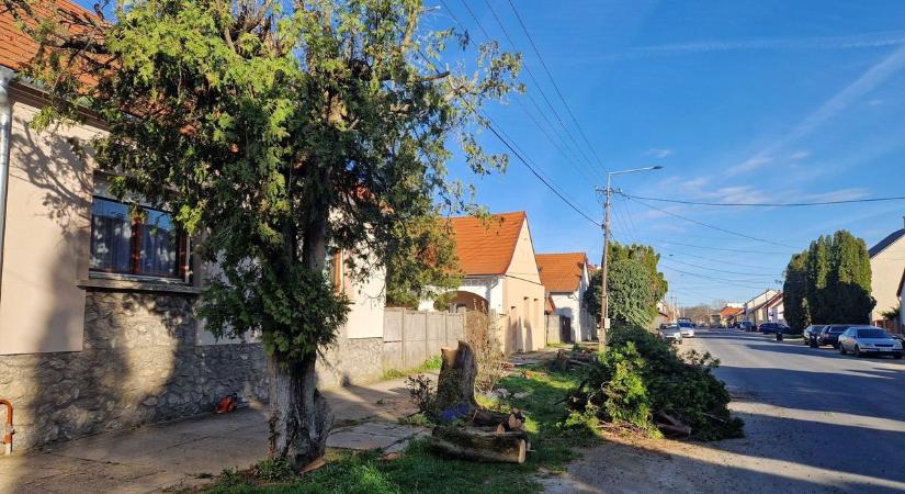 Újrafásítják az utcát Csepregen