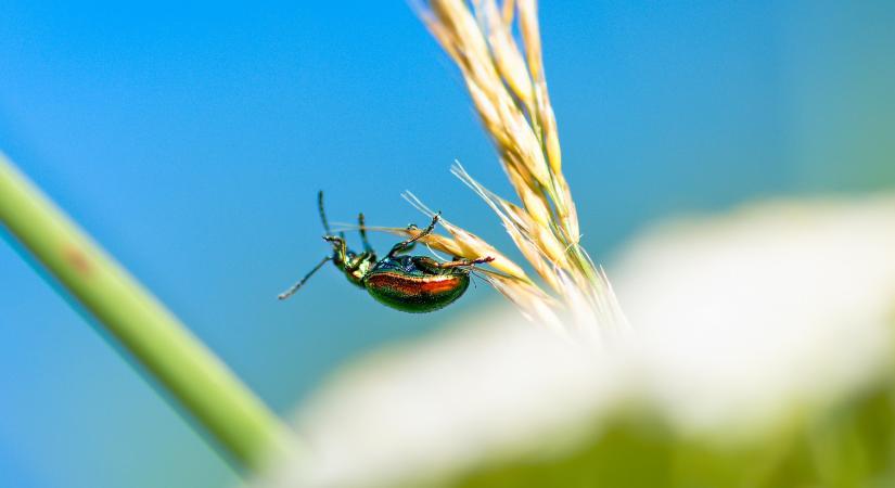 103 éve született Loska Imre, a magyar zoológia kiemelkedő kutatója