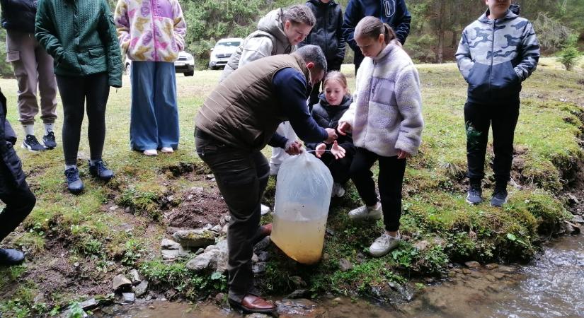 Kishorgász program: diákok telepítettek pisztrángot Gyergyócsomafalván