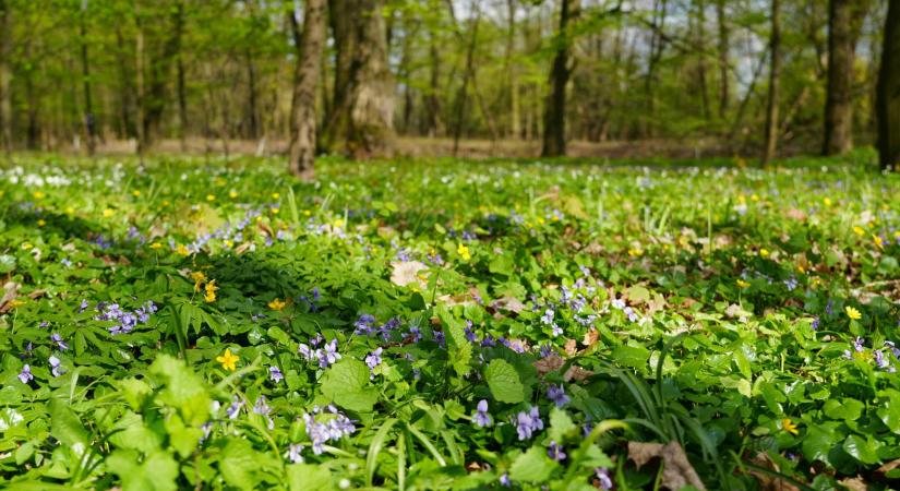 Májusi időjárás: hűvös kezdés után fokozatos felmelegedés