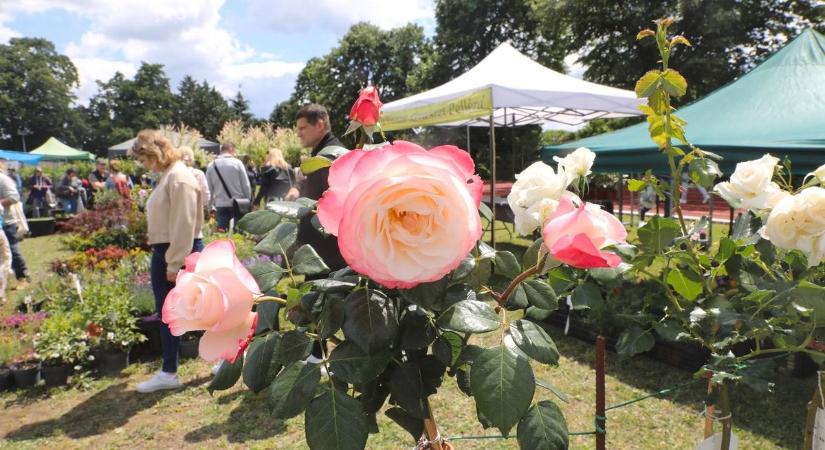Penészes paradicsom, rohadt szőlő, de a rózsa sem kivétel – mi folyik a boltokban?