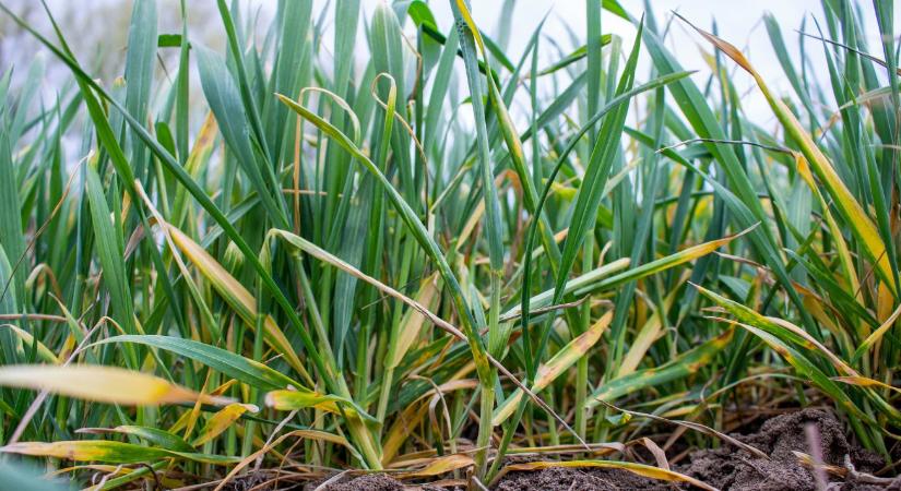 Agrometeorológia: Miért állt meg a búza fejlődése? A műholdas adatok aggasztó stagnálást mutatnak