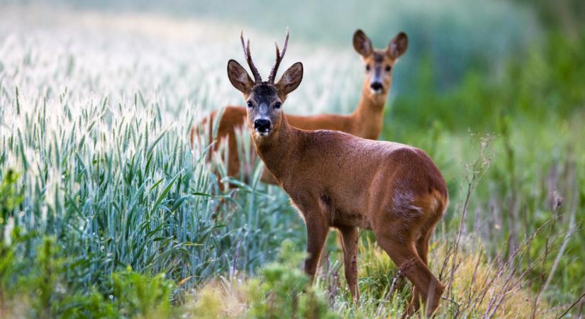 Ritka állatot lőttek le Somogyban: ez még a vadászokat is meglepte
