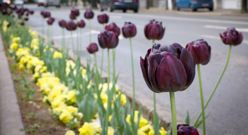 Az a baj az emberekkel, hogy viszi, sodorja őket a szél