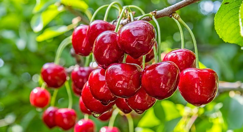 Milyen lesz a cseresznyetermés?