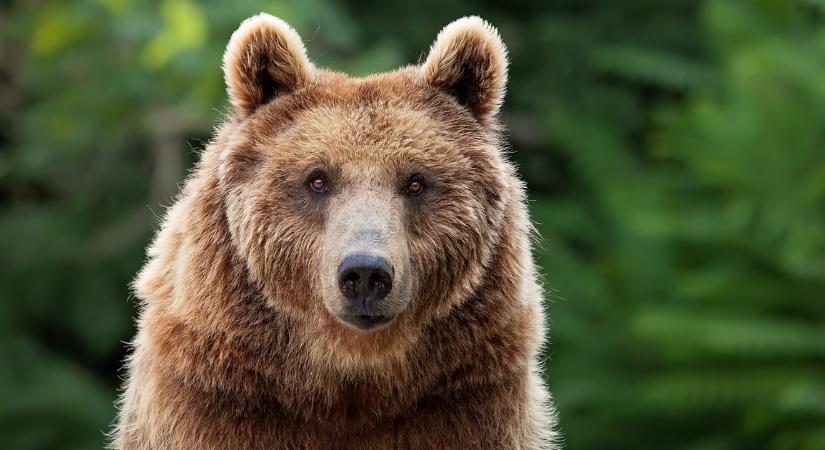 Évek óta nem történt ilyen: brutális medvetámadás áldozata lett egy nő