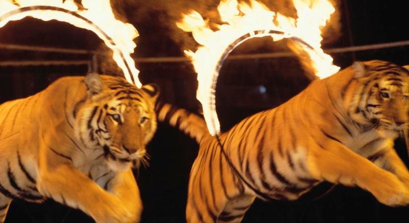 Tigris szabadult el a cirkuszi előadás közben: így terelték vissza a gondozók (videó)