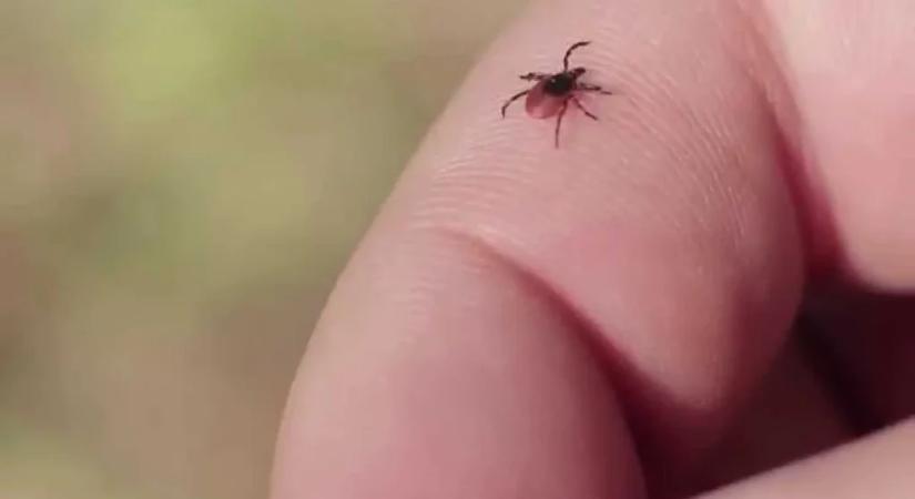 Nagymamámtól tanultam ezt a módszert, ezért nincs bennem SOHA kullancs!