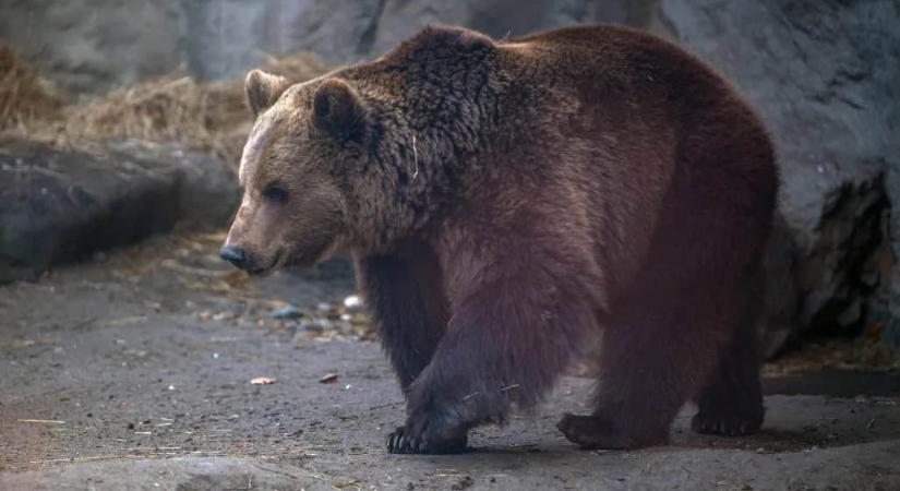 Medve ölt meg egy nőt Lengyelországban