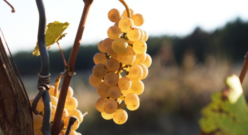 Borzalmas fertőzés tombol a Balatonnál – nincs rá gyógymód