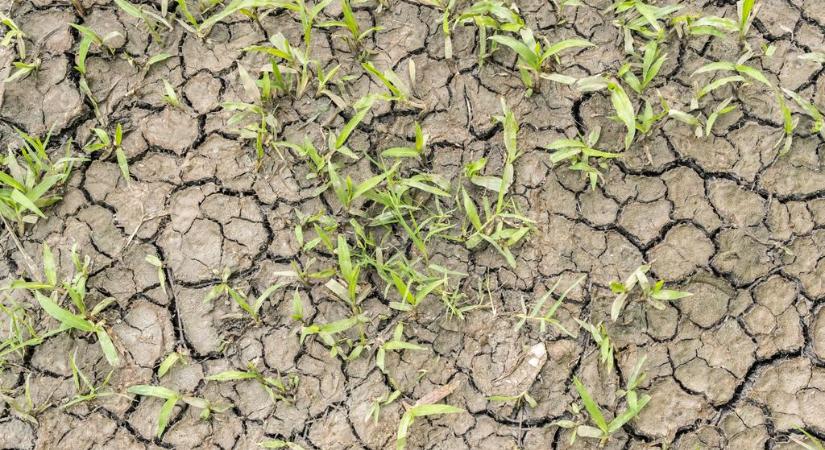 Emberemlékezet óta nem volt ilyen tavasz: aggódnak a gazdák a termés miatt