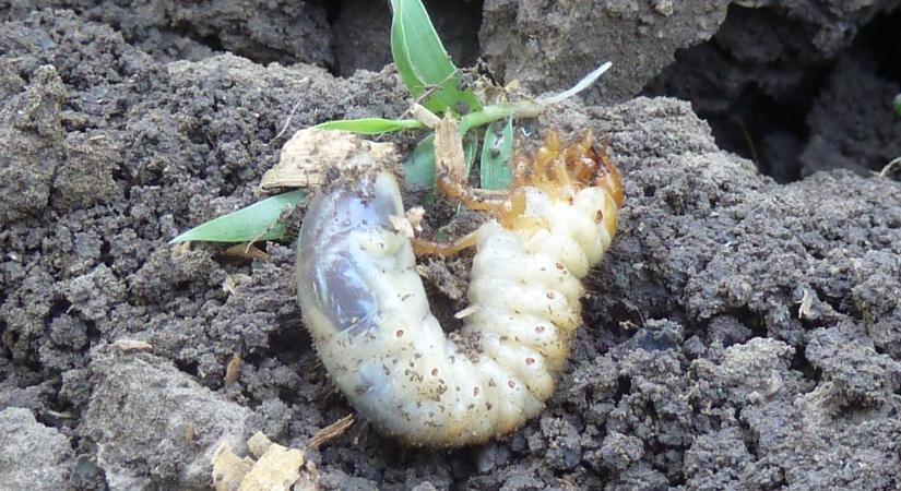 Támadnak a pajorok, drótférgek és gombák