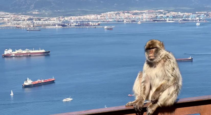 Földet esznek a gibraltári majmok, hogy elkerüljék a gyomorrontást, amit a turistáktól zabrált kaja okozna