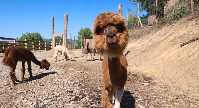 A Föld napja: a kicsiket és nagyokat is várja tematikus szombati rendezvényére a Pécsi Állatkert