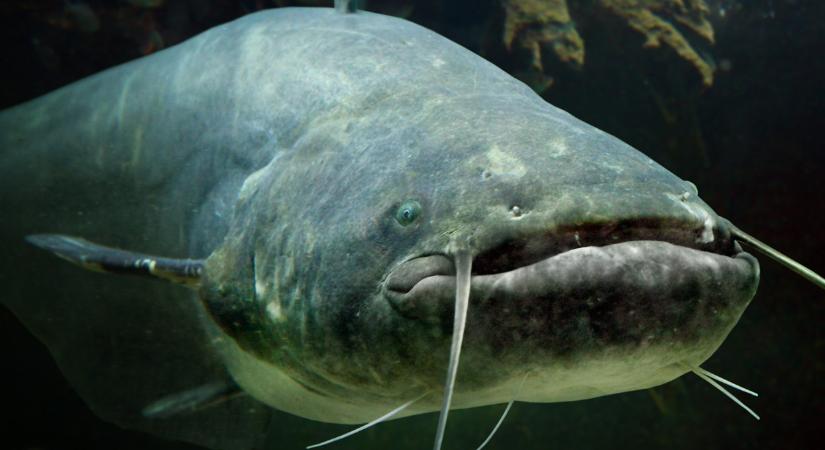 Ezt a mázlit! Gigaharcsát kapott ki a tatai horgász: meglepő, hol akadt a horgára a emberméretű szörny  Fotók