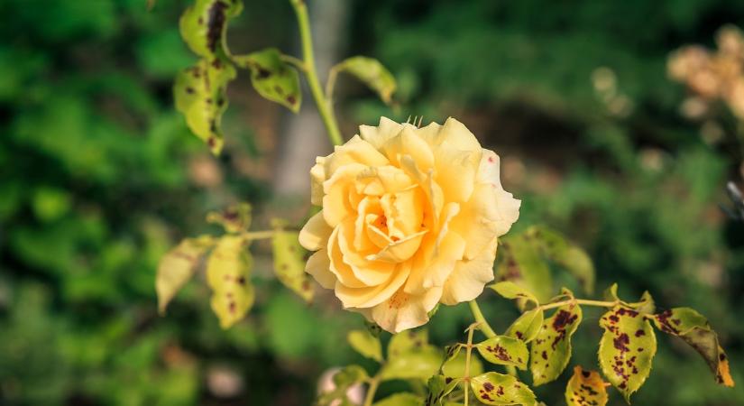 Védd meg a rózsáidat egy kellemetlen betegségtől, ami ebben az évszakban támad: csak egy hozzávalóra van szükséged