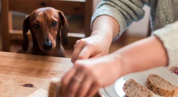 Kutyaetetés okosan: biztonságos emberi ételek, amelyeket kedvencednek is adhatsz