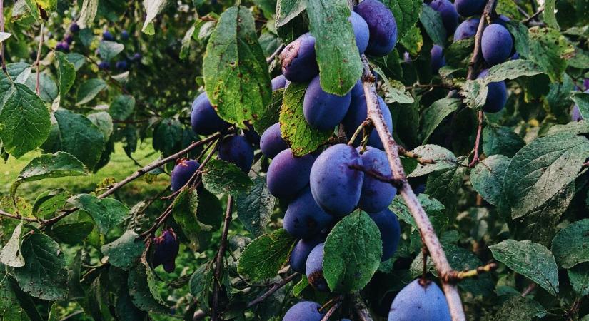 Szilvafa metszése: mikor a legjobb, hogy egészséges maradjon?