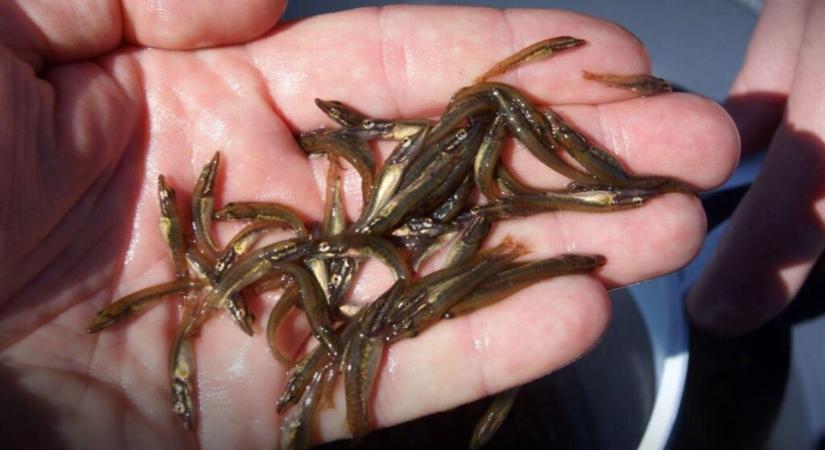 Több százezer apró csuka kerül a Balaton és a Kis-Balaton vizébe