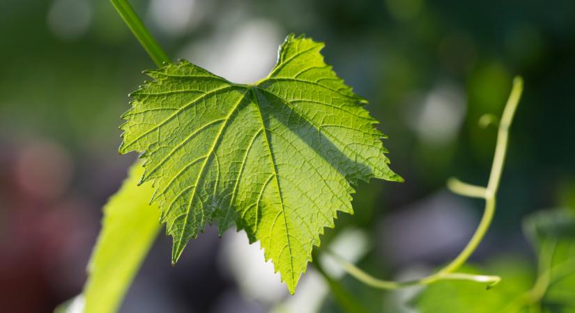 Fontos változás jöhet a földeken: új fegyvereket vethetnek be a magyar gazdák