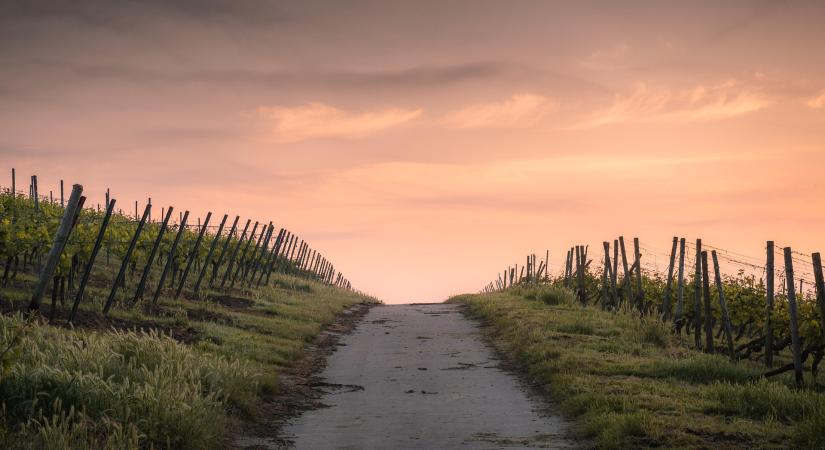 Bővült a szőlőkabóca elleni védekezésre engedélyezett készítmények köre
