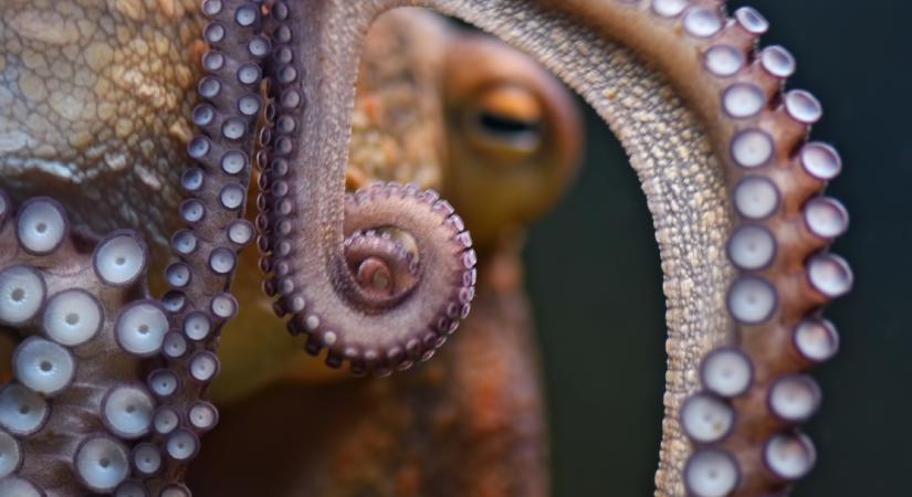 Óriáspolipok uralhatták az ősi óceánokat: 19 méteres ragadozóra bukkantak