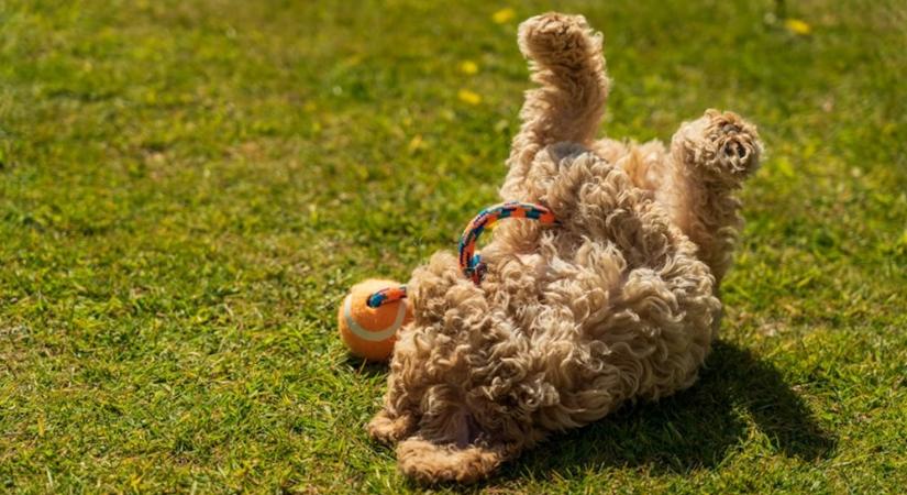 Nem elkényezteted, hanem kötődtök: ezért kellene többet játszanod a kutyáddal