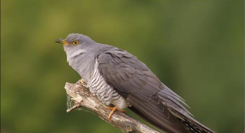 Megérkezett a tavasz hírnöke: ismét hallatja hangját a kakukk Baranya erdeiben - VIDEÓ!